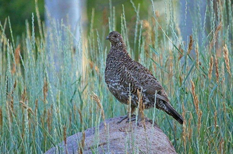 jim_shuler_8-5-2017_dusky_grouse_in_northern_Utah.jpg