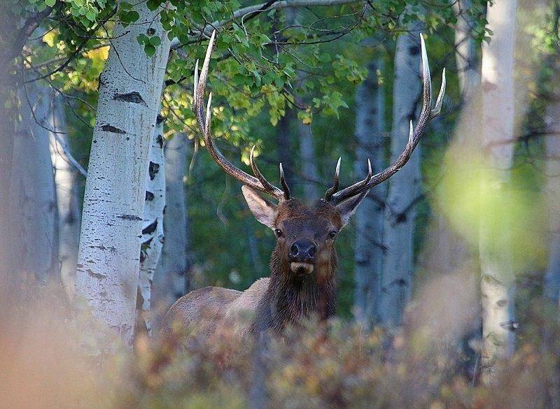 jim_shuler_9-13-2016_bull_elk_in_northern_Utah_5.jpg