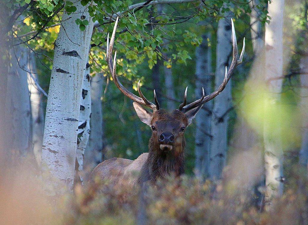 jim_shuler_9-13-2016_bull_elk_in_northern_Utah_5-scaled.jpg