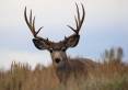 jim_shuler_9-15-2016_buck_deer_in_northern_Utah_1.jpg