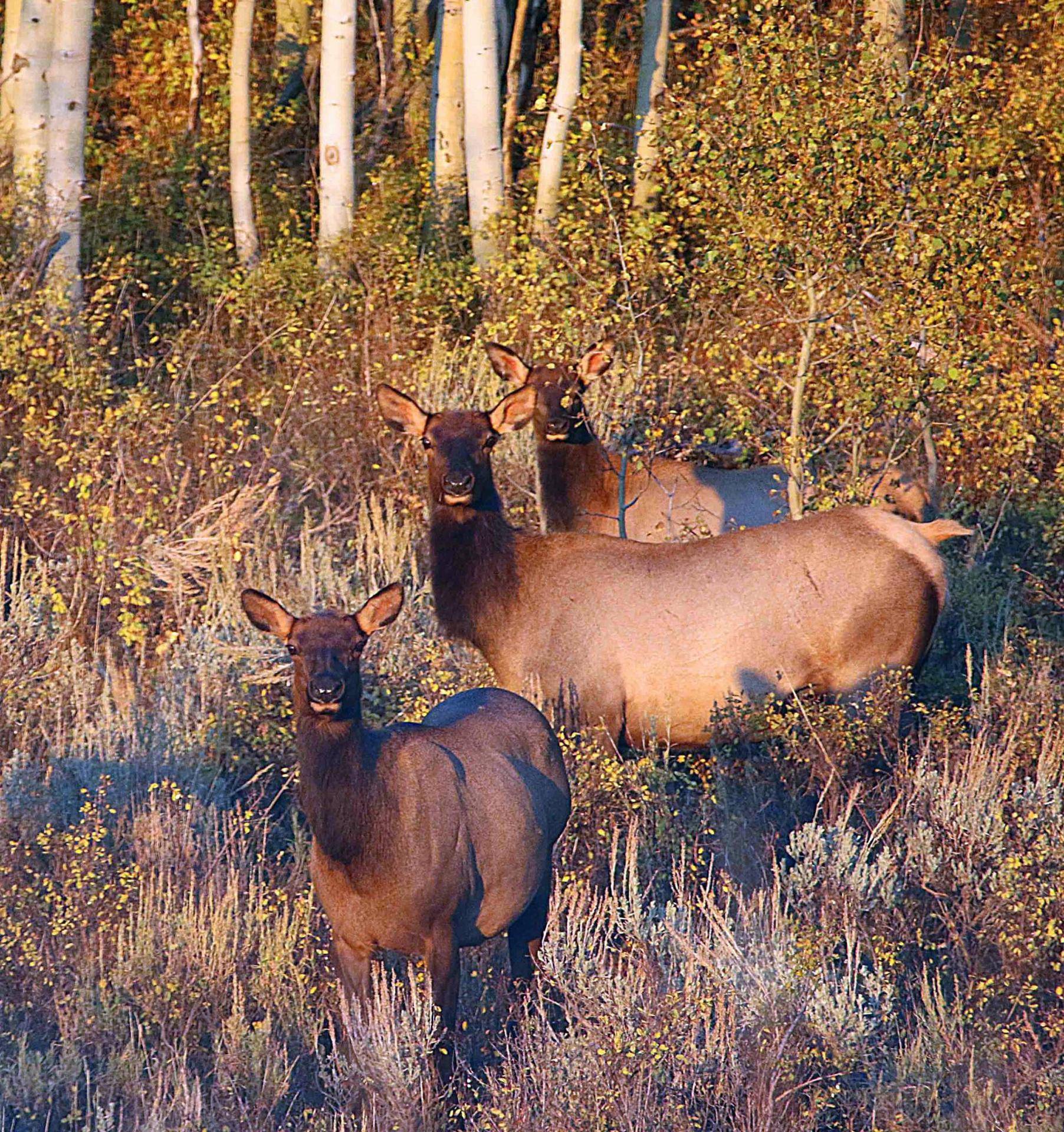 jim_shuler_9-15-2016_cow_elk_in_northern_Utah_1.jpg