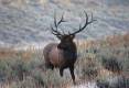 jim_shuler_9-17-2016_bull_elk_in_northern_Utah_1.jpg