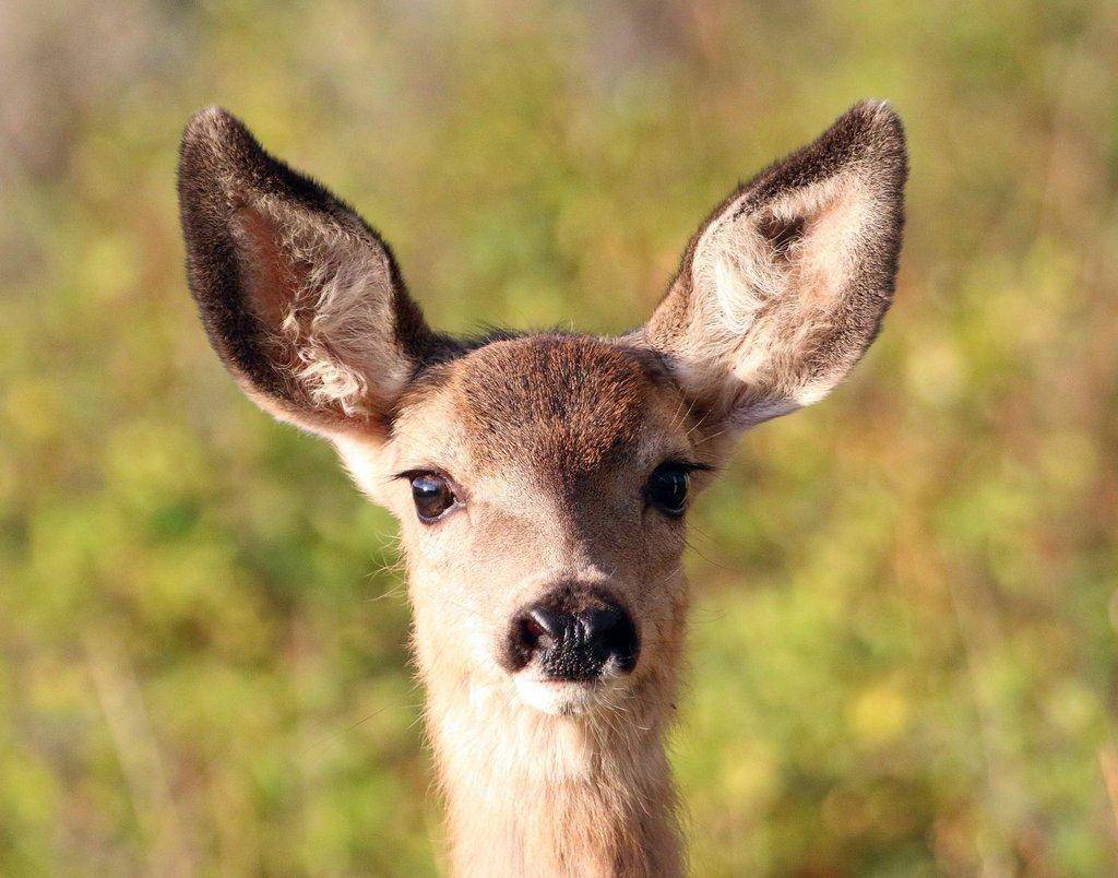 jim_shuler_9-30-2019_deer_fawn_in_northern_Utah-scaled.jpg