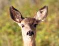 jim_shuler_9-30-2019_deer_fawn_in_northern_Utah-scaled.jpg