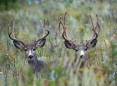 jim_shuler_9-4-2016_two_buck_deer_in_northern_Utah_one_horned_one_in_velvet_1.jpg