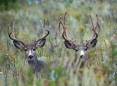 jim_shuler_9-4-2016_two_buck_deer_in_northern_Utah_one_horned_one_in_velvet_1-scaled.jpg