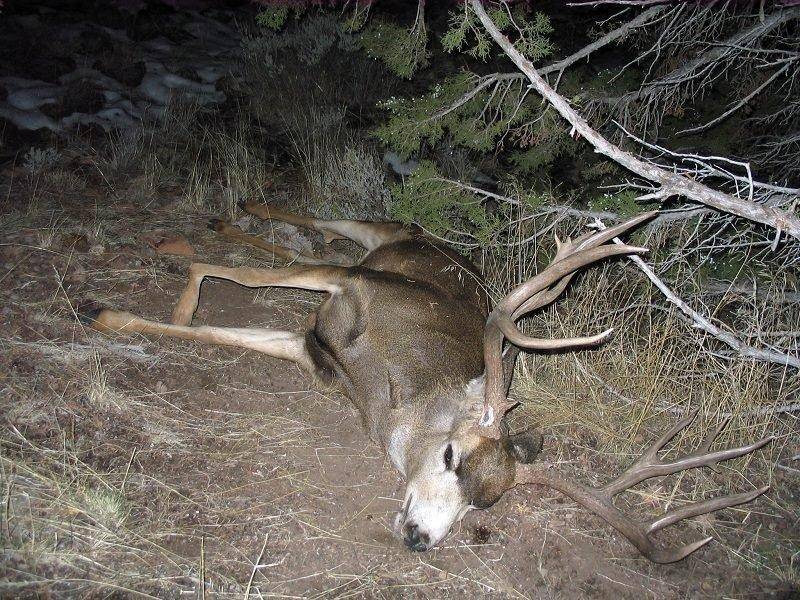 joshua_carver_11-13-2011_black_hills_6x7_buck_deer.jpg