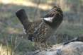 kirk_gardner_5-18-2009_dusky_grouse.jpg