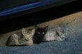 kittens-489174_1280.jpg