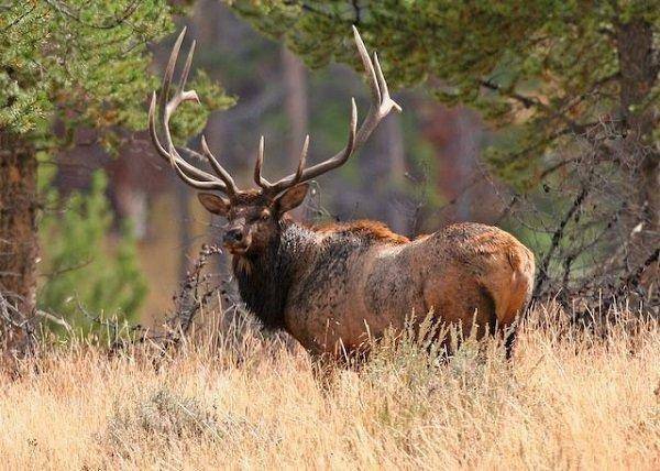 lynn_10-14-2011_bull_elk.jpg