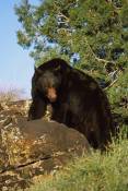 lynn_11-22-2011_black_bear_1.jpg