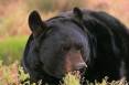 lynn_11-22-2011_black_bear_4-1.jpg