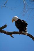 lynn_2-9-2011_bald_eagle_in_cedar_valley_3.jpg