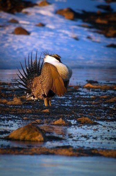 lynn_3-24-2012_male_sage_grouse_on_parker_mountain_1-Copy.jpg