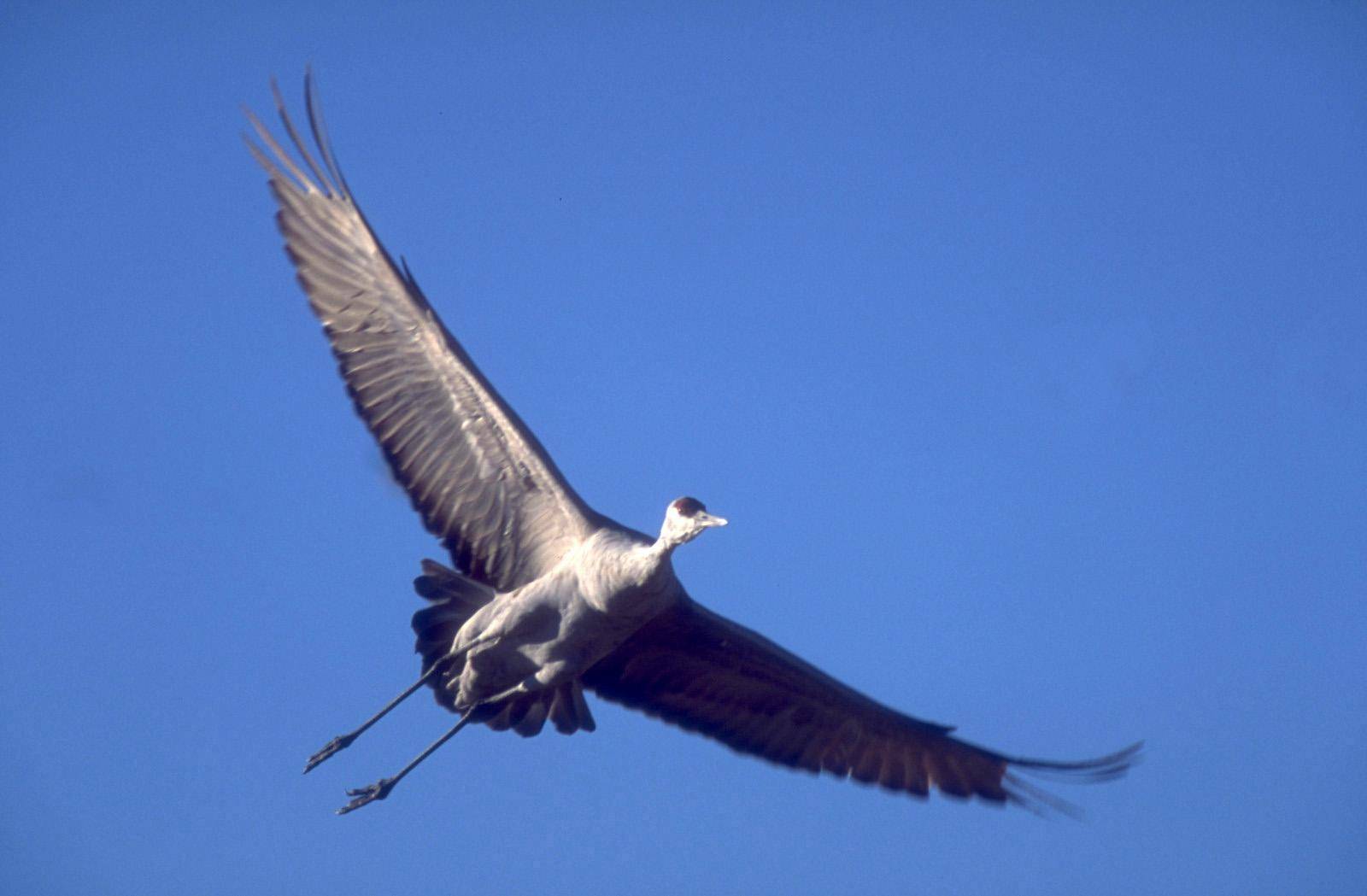 lynn_6-9-2011_sandhill_crane_in_flight.jpg