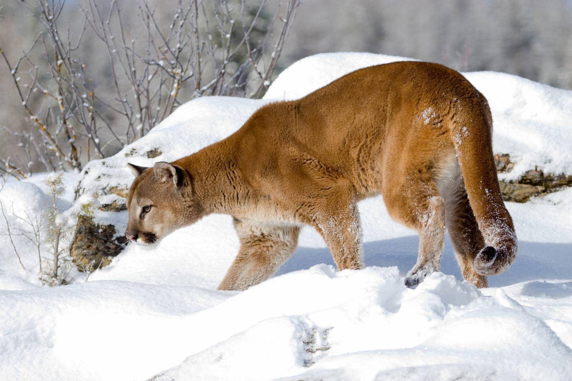 lynn_7-16_2015_cougar_in_snow_1.jpg