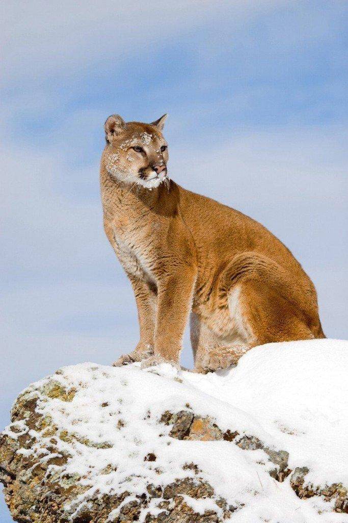 lynn_7-16_2015_cougar_in_snow_4.jpg