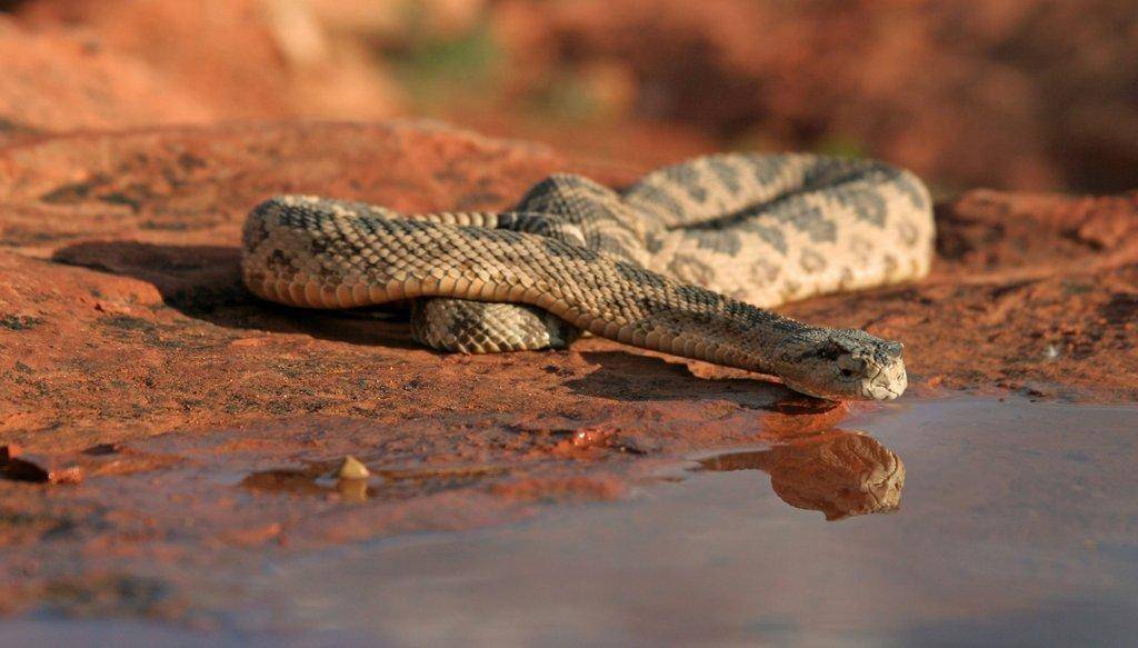 lynn_7-9-2012_Great_Basin_rattlesnake_in_southwestern_Utah_2-scaled.jpg