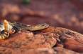 lynn_7-9-2012_Great_Basin_rattlesnake_in_southwestern_Utah_4.jpg