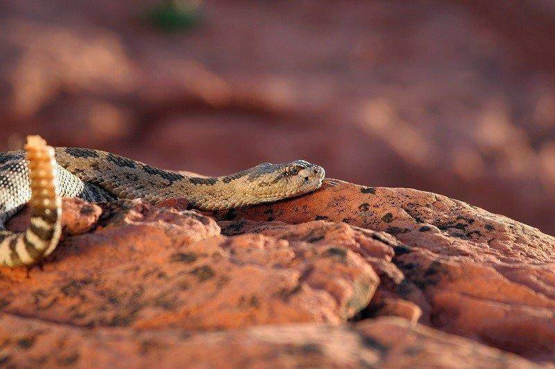 lynn_7-9-2012_Great_Basin_rattlesnake_in_southwestern_Utah_4.jpg