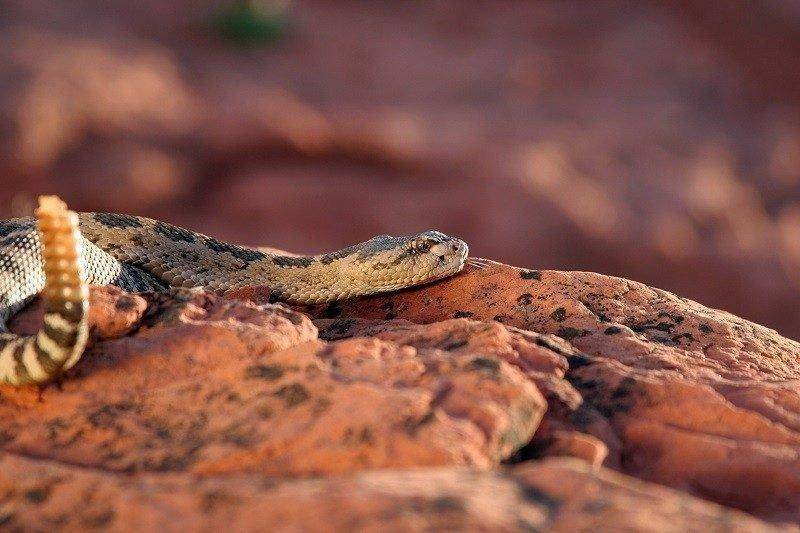 lynn_7-9-2012_Great_Basin_rattlesnake_in_southwestern_Utah_4-800x533-800x533.jpg