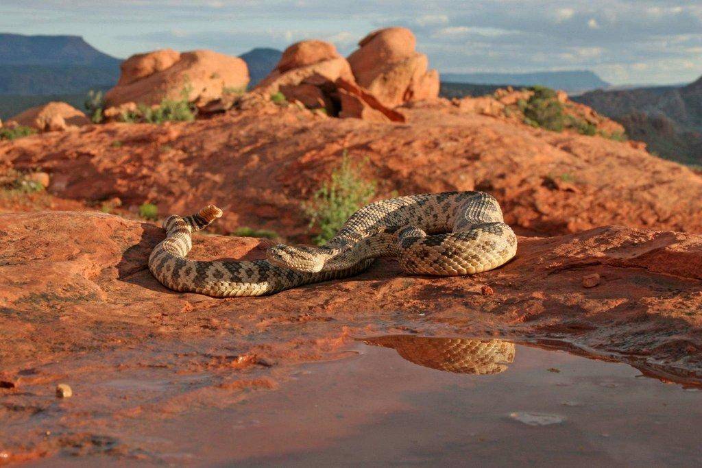 lynn_7-9-2012_Great_Basin_rattlesnake_in_southwestern_Utah_5.jpg