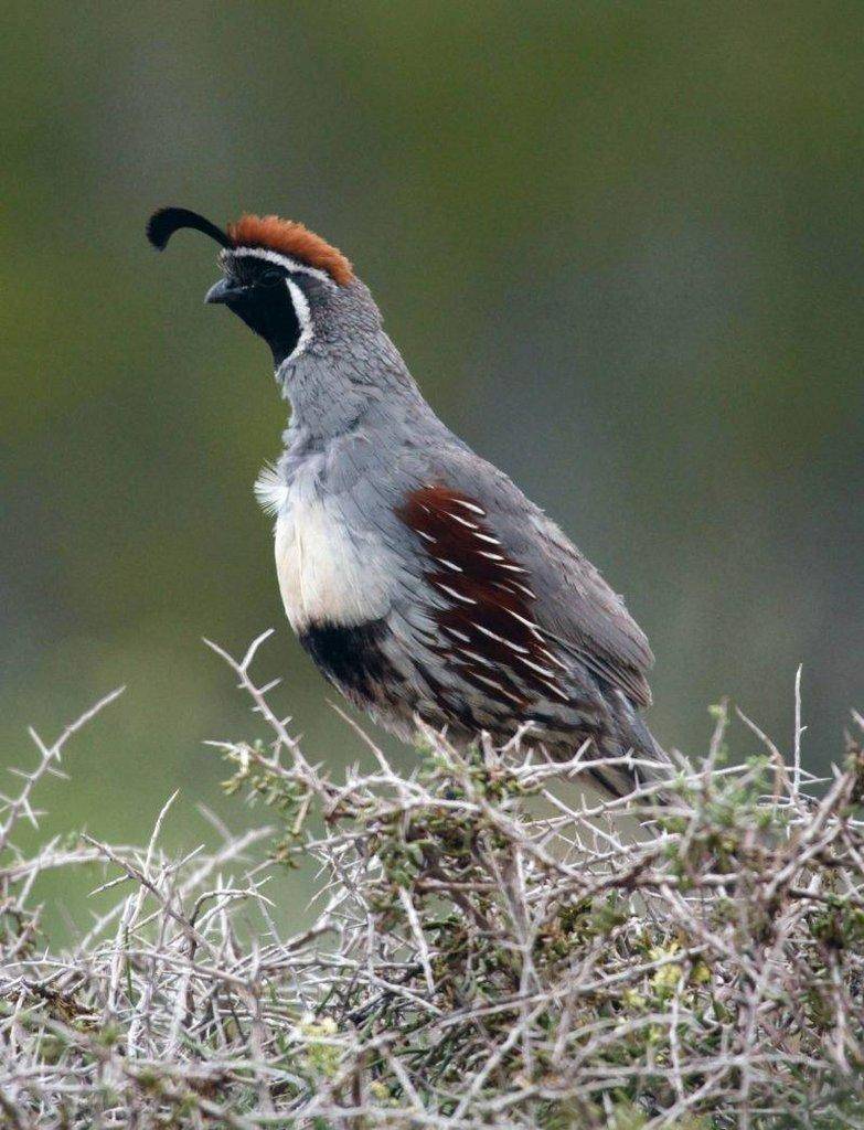 lynn_chamberlain_10-29-2018_male_Gambels_quail.jpg