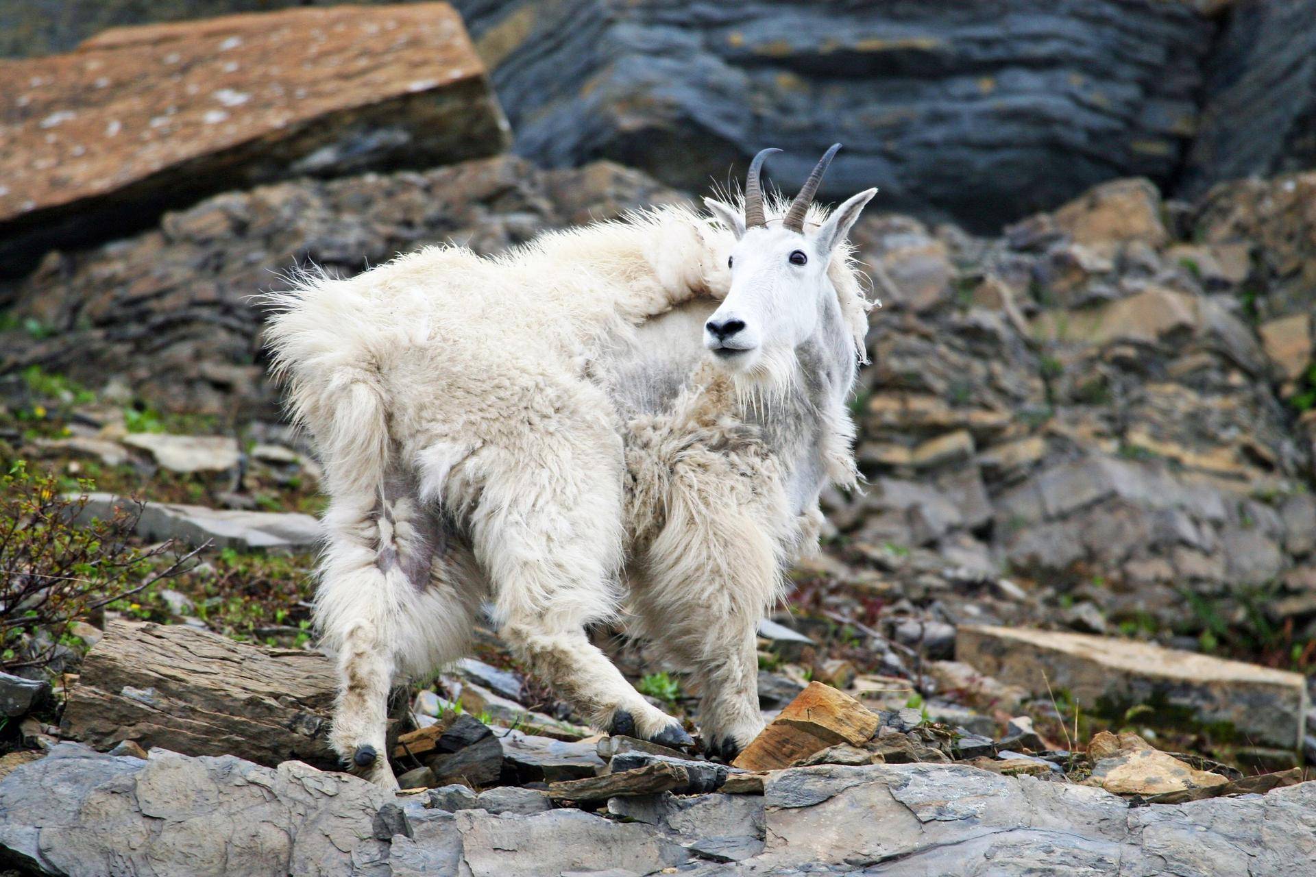 lynn_mtn_goat_ut-scaled.jpg