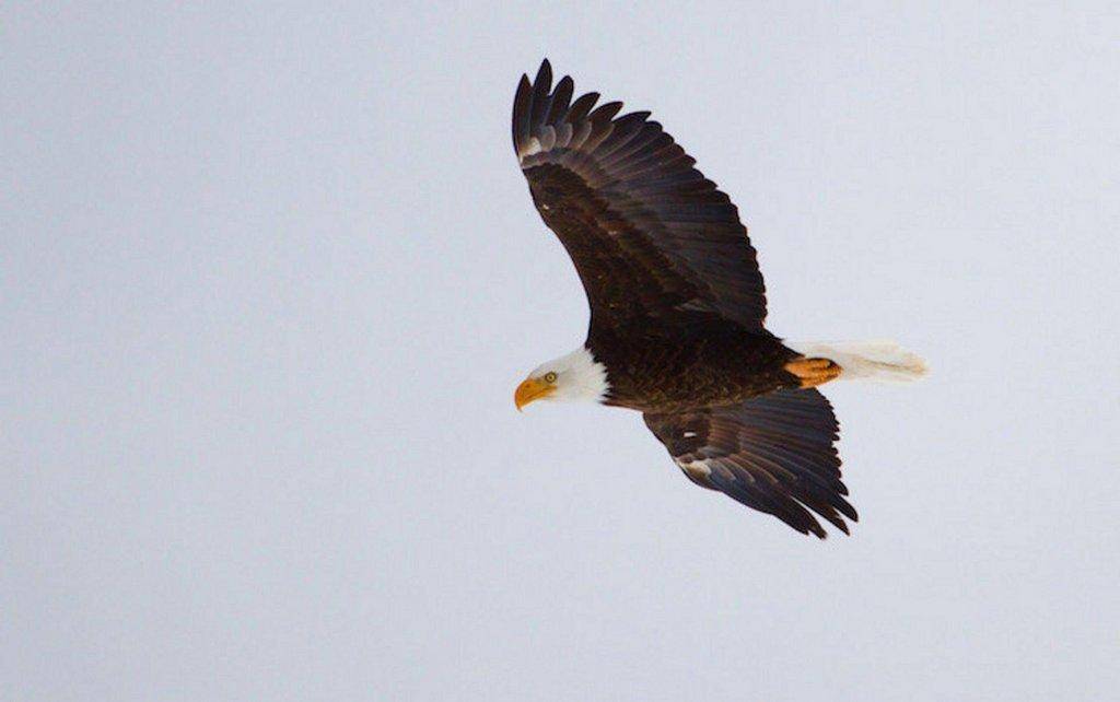 lynn_winter_2011-2012_bald_eagle_3.jpg