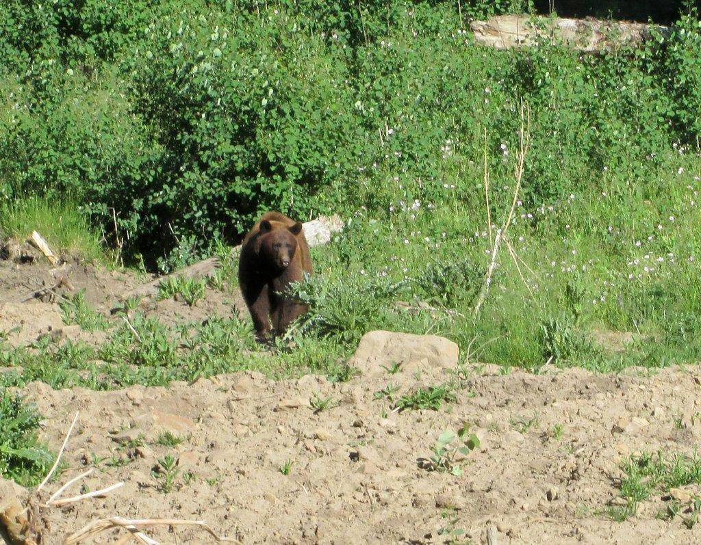 makeda_hanson_6-23-2015_bear_in_Huntington_Canyon_1_2.jpg