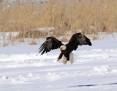 marguerite_h_roberts_1-21-2016_bald_eagle_at_the_Farmington_Bay_WMA_4.jpg