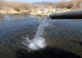 mark_hadley_4-22-2021_24000_3-inch_kokanee_salmon_stocked_into_Rockport_Reservoir_8.jpg