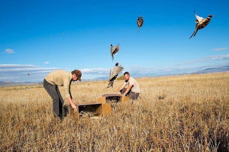 mike_10-2013_pheasant_release_11.jpg