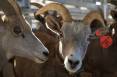 mike_christensen_11-4-2013_bighorn_sheep_transplant_101.jpg