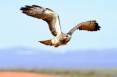 mike_shaw_5-2014_Swainsons_hawk_in_flight.jpg