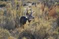 morgan_jacobsen_11-2017_buck_deer_on_the_Nash_Wash_WMA-scaled.jpg