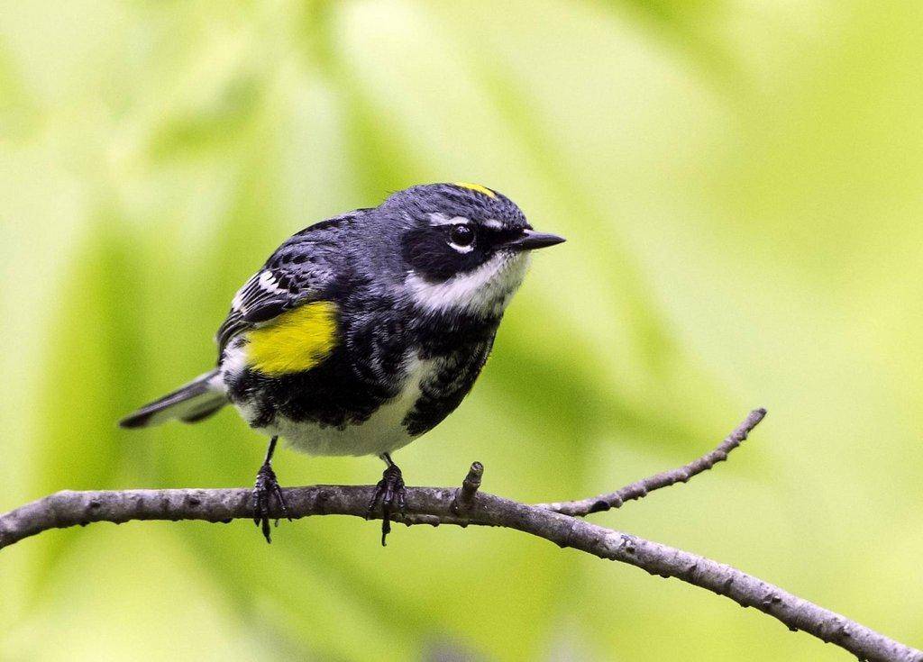 morgan_jacobsen_4-3-2018_yellow-rumped_warbler.jpg