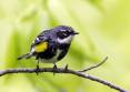 morgan_jacobsen_4-3-2018_yellow-rumped_warbler.jpg