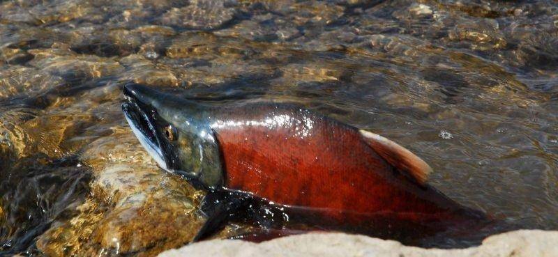 morgan_jacobsen_9-11-2017_kokanee_salmon_in_Huntington_Creek_8.jpg