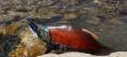 morgan_jacobsen_9-11-2017_kokanee_salmon_in_Huntington_Creek_8-800x369.jpg