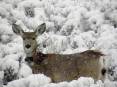 mule-deer-doe-with-radio-collar.jpg