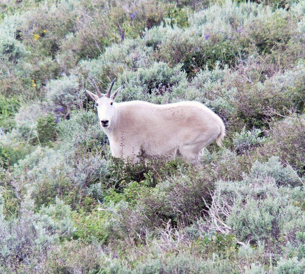 nathan_long_7_2020_mountain_goat_on_Willard_Peak-scaled.jpg