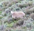 nathan_long_7_2020_mountain_goat_on_Willard_Peak-scaled.jpg