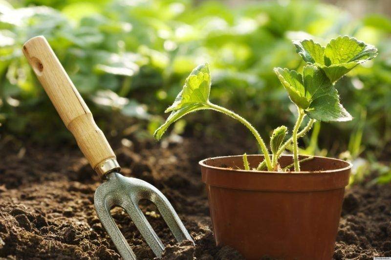 o-GARDENING-TOOL-facebook.jpg