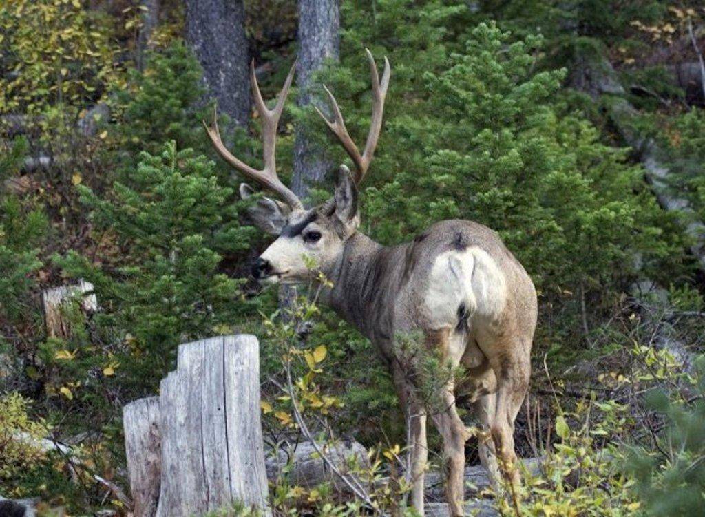 phil_10-1-2013_mule_deer_buck.jpg