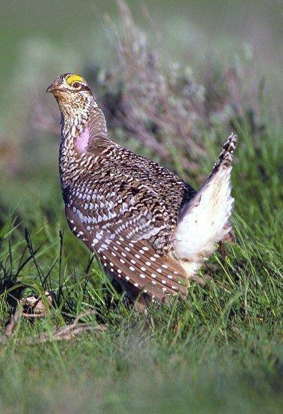 phil_11-26-2008_sharp-tailed_grouse.jpg