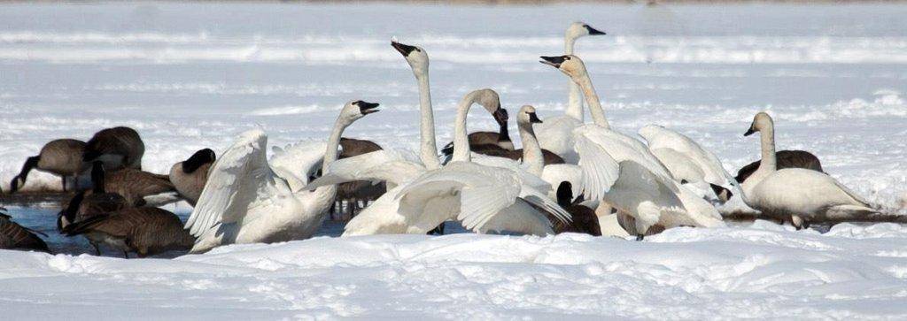 phil_2-25-2013_tundra_swans_and_Canada_geese_smaller.jpg