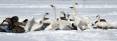 phil_2-25-2013_tundra_swans_and_Canada_geese_smaller.jpg
