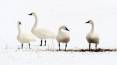 phil_2010_four_tundra_swans.jpg