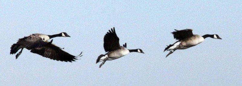 phil_2010_three_canada_geese1.jpg